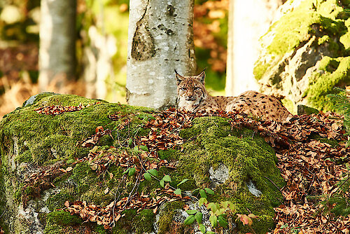 Nationalpark Bayerischer Wald